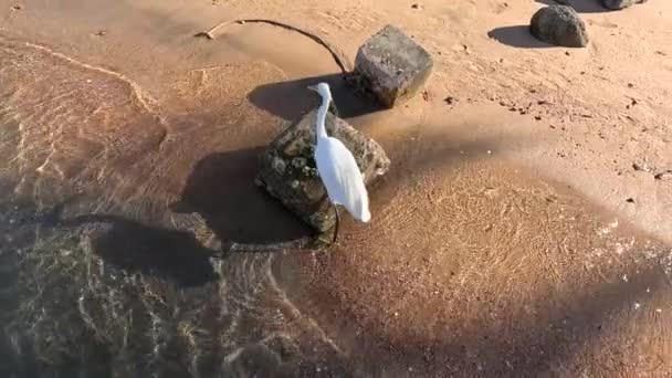 Heron Západního Útesu White Morph Západní Útes Egret Bílý Morfoval — Stock video