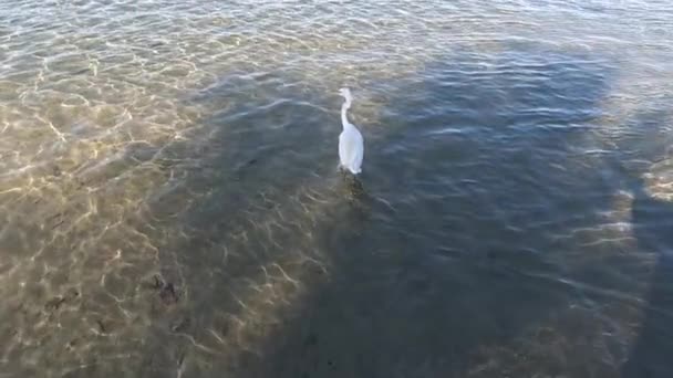 화이트 웨스턴 이집트 홍해에서 Egret 형태의 화이트 슬로우 — 비디오