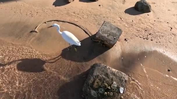 Λευκό Morph Western Reef Heron Δυτική Υφάλου Egret Λευκό Morphed — Αρχείο Βίντεο