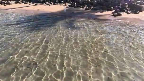Beyaz Morph Batı Resifi Balıkçıl Batı Resif Beyazı Mısır Kızıl — Stok video