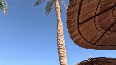 Plaj şemsiyesi Plaj şemsiyesi ve deniz kenarındaki kumlu sahilde güneş yatağı. Deniz tatil köyü. Deniz kenarında. tatil kavramı.