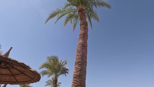 ビーチの傘 ビーチの傘と海の近くの砂の海岸に日光浴をしています シーリゾート シーサイド バケーションコンセプト — ストック動画