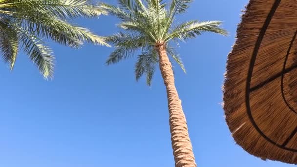 Plážový Deštník Plážový Deštník Lehátko Písečném Pobřeží Moře Mořské Středisko — Stock video
