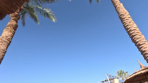 海滩伞 海滩伞和日光浴在靠近大海的沙滩海岸上 海洋度假胜地 度假概念 — 图库视频影像