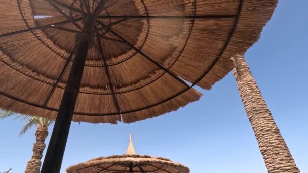 海滩伞 海滩伞和日光浴在靠近大海的沙滩海岸上 海洋度假胜地 度假概念 — 图库视频影像