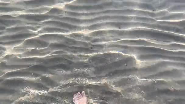 ぬれた海岸線の砂 裸足のプリント 砂浜の海の波に沿って歩く男性の足と足 海辺のサーフィンを歩いている男 水と泡のスプラッシュ スローモーション — ストック動画