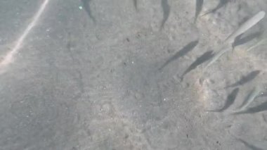 Kızıl Deniz Yüzeyi. Yumuşak dalgalı Bluewater Panorama arka planı. Mavi deniz ya da okyanus su yüzeyinde ve suyun altında. Su dalgası dokusu. Yavaş Hareket.