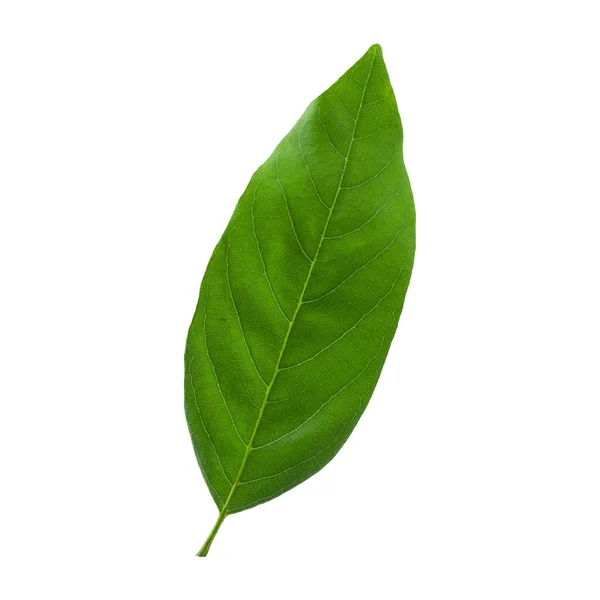 Зеленый Лист Сахарного Яблока Заварного Яблока Изолирован Белом Фоне — стоковое фото