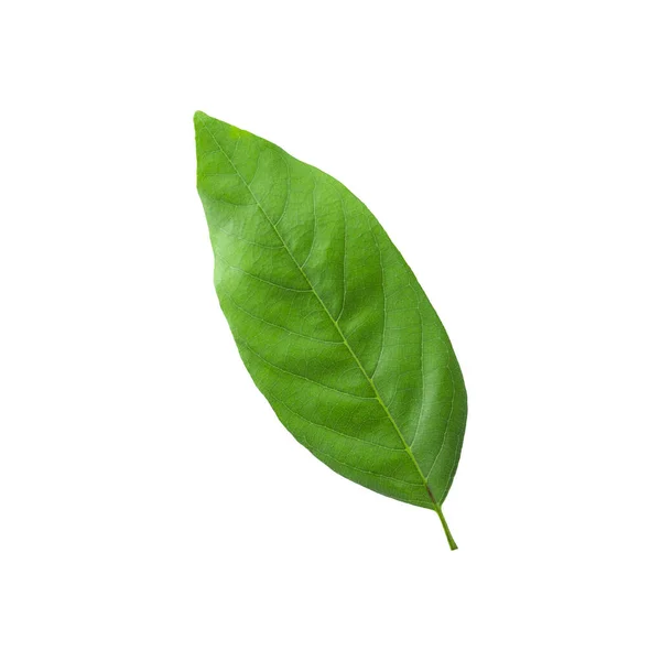 Green Leaf Sugar Apple Custard Apple Isolated White Background — Stock Photo, Image