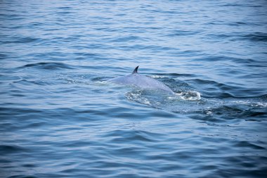 Bryde Balinası 'nın kuyruk yüzgeci hızla suya yüzer. Tayland körfezinde yaşayan birçok Bryde Balinası vardır. Bang Tabun, Petchaburi, Tayland.