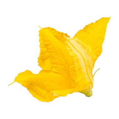 Beyaz bir arka plan üzerinde izole sarı kabak çiçeği
