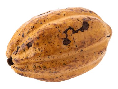 Kakao meyvesi, çiğ kakao fasulyesi, kakao kabuğu. Beyaz arka planda izole edilmiş taze kakao meyveleri.