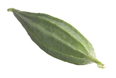 Taze yeşil kabağın dikdörtgen şeklinde bir şekli vardır ve beyaz arka planda izole edilmiş yemek pişirmek için kullanılır.