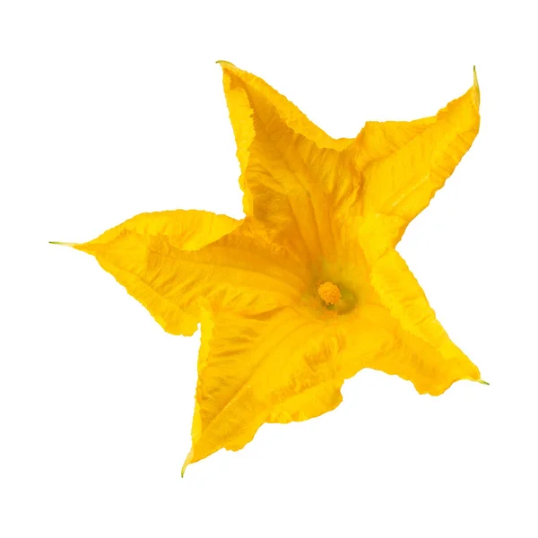 Flor Abóbora Amarela Isolada Fundo Branco — Fotografia de Stock