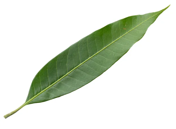 Зеленые Листья Манго Изолированы Белом Фоне — стоковое фото