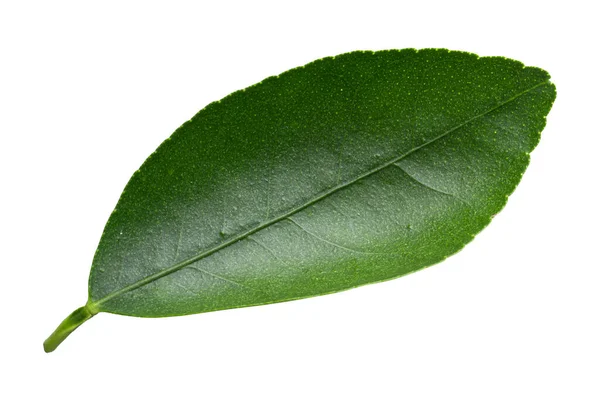 Φύλλα Πράσινο Λεμόνι Απομονωθεί Λευκό Φόντο — Φωτογραφία Αρχείου