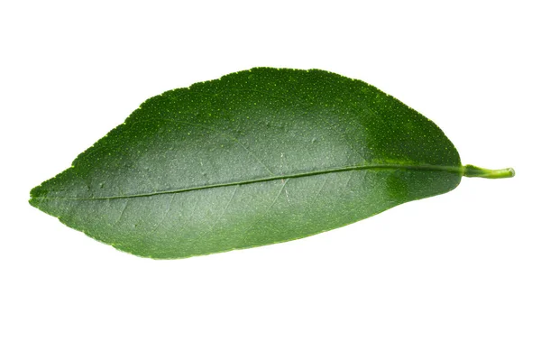 Lemon Green Leaves Isolated White Background — Stock Photo, Image