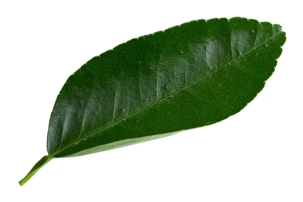 白い背景に分離されたレモン緑色葉 — ストック写真