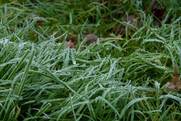 Ice crystals on green grass close up. Nature background, Frosty grass on winter walks with open fields in the background