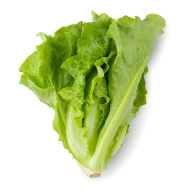Lettuce Romain isolated on a white background