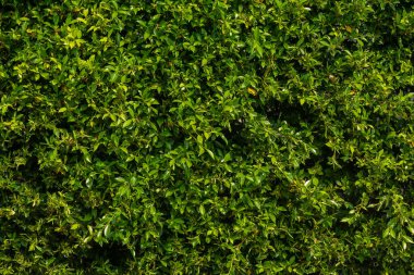 Yeşil bitki duvar doku ve arka plan desen