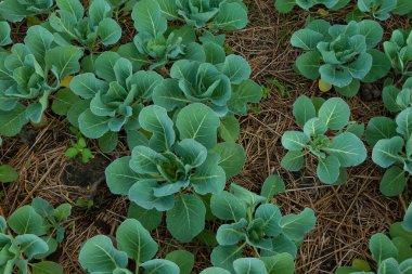 A cauliflower starting to grow within its protective leaves