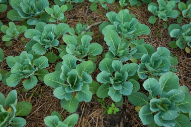 A cauliflower starting to grow within its protective leaves