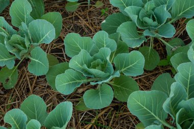A cauliflower starting to grow within its protective leaves