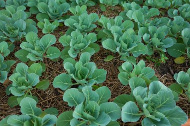 A cauliflower starting to grow within its protective leaves