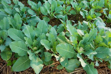 A cauliflower starting to grow within its protective leaves