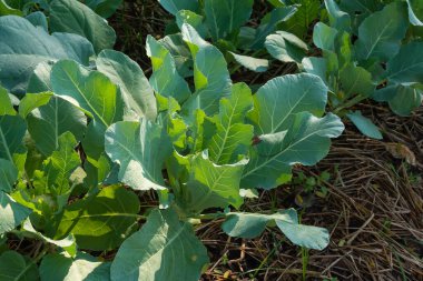 A cauliflower starting to grow within its protective leaves
