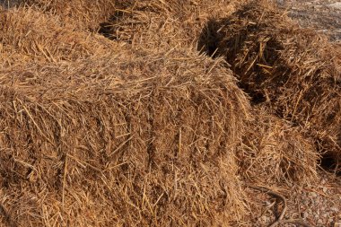 Agriculture farm and farming symbol of harvest time with dry grass, hay pile of dried grass hay straw.