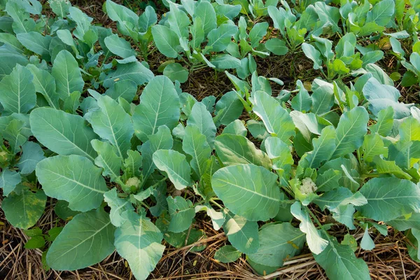 A cauliflower starting to grow within its protective leaves