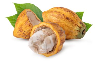 ripe cocoa fruits with leaves isolated on white background