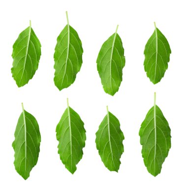 Beyaz arka planda izole edilmiş Asya Tayland fesleğeni kokulu yeşil bitki