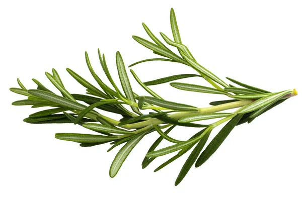 Rosemary Leaf Herbal Spices Isolated White Background — Stock Photo, Image