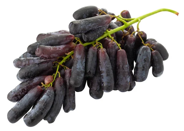 Süße Schwarze Saphir Trauben Isoliert Auf Weißem Hintergrund — Stockfoto