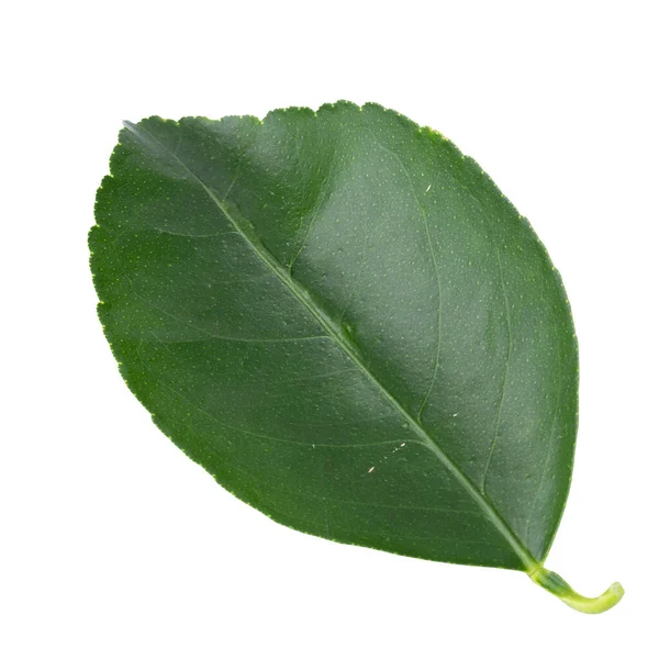 Зелене Листя Ізольоване Білому Тлі — стокове фото