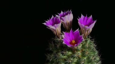 Mammillaria bombycina Kaktüs Çiçeği Siyah arka planda