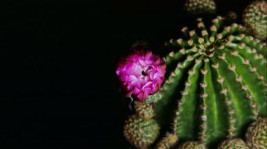 Mammillaria bombycina Kaktüs Çiçeği Siyah arka planda