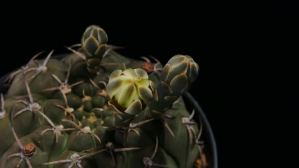 Gymnocalycium Kaktus Kwiat Kwitnący Mały Kaktusek Doniczce Czarnym Tle — Wideo stockowe