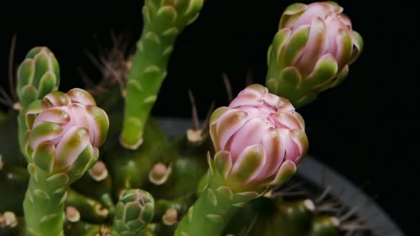 Fleur Cactus Gymnocalycium Petit Cactus Dans Pot Fleurs Sur Fond — Video