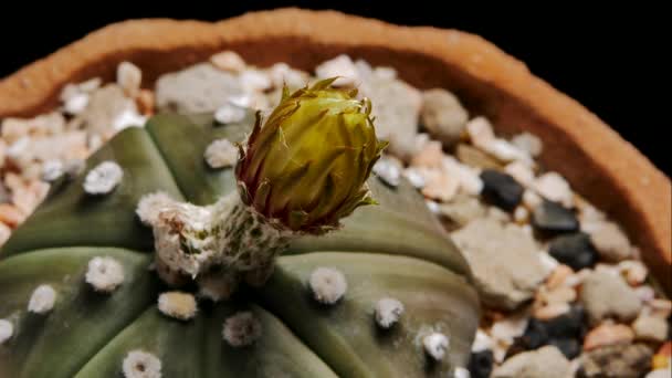 Astrophytum Asterias Kaktusz Virág Virágzás Kis Kaktusz Virágcserépben Fekete Alapon — Stock videók