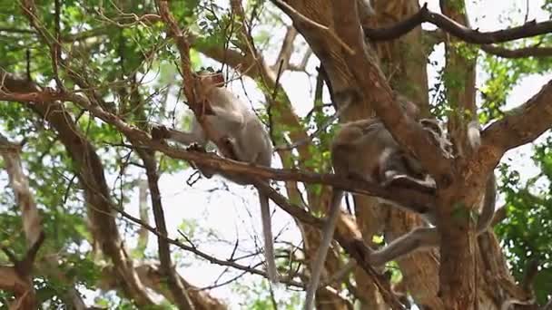 木の上の猿は生き生きと遊び心のある光景かもしれません — ストック動画