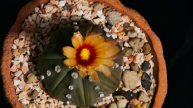 Astrophytum Asterias Kaktüs Çiçeği Kaktüsü, saksıdaki küçük kaktüs. Üst Manzara. Siyah Arkaplanda