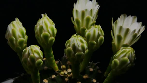 Gymnocalycium Cactus Flower Blossom Pequeno Cacto Vaso Flores Vista Superior — Vídeo de Stock