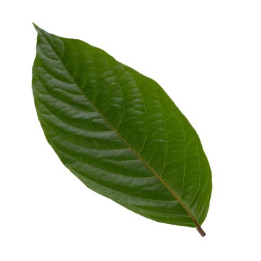 Beyaz zemin üzerinde taze yeşil yapraklar izole