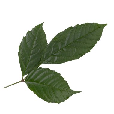 Beyaz zemin üzerinde taze yeşil yapraklar izole