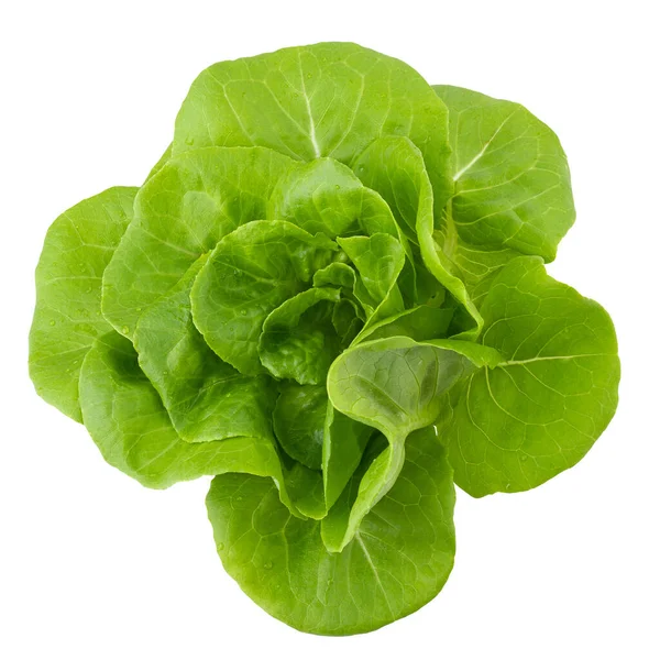 Head Butterhead Lettuce Isolated White Background — 스톡 사진