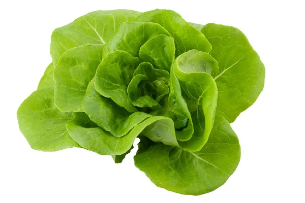 Head Butterhead Lettuce Isolated White Background — 스톡 사진